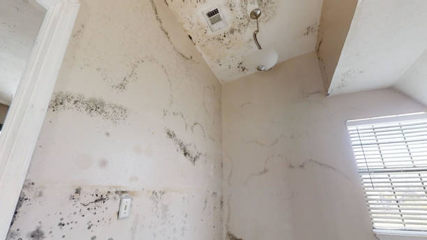 Best Mold Prevention Services  in Broxton, GA