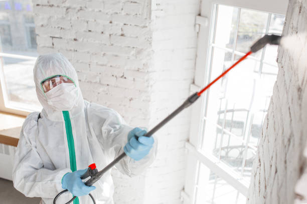 Trusted Broxton, GA Mold Removal Experts