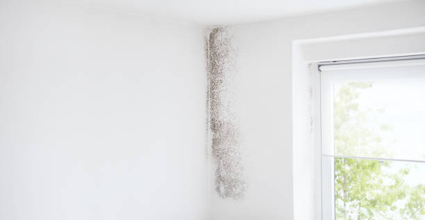  Broxton, GA Mold Removal Pros