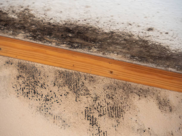 Asbestos and Lead Testing During Mold Inspection in Broxton, GA